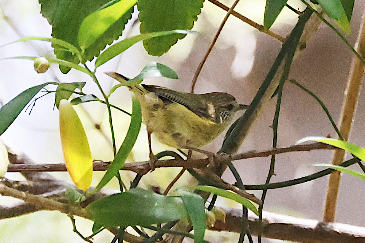 Striated Thornbill - ML647528808