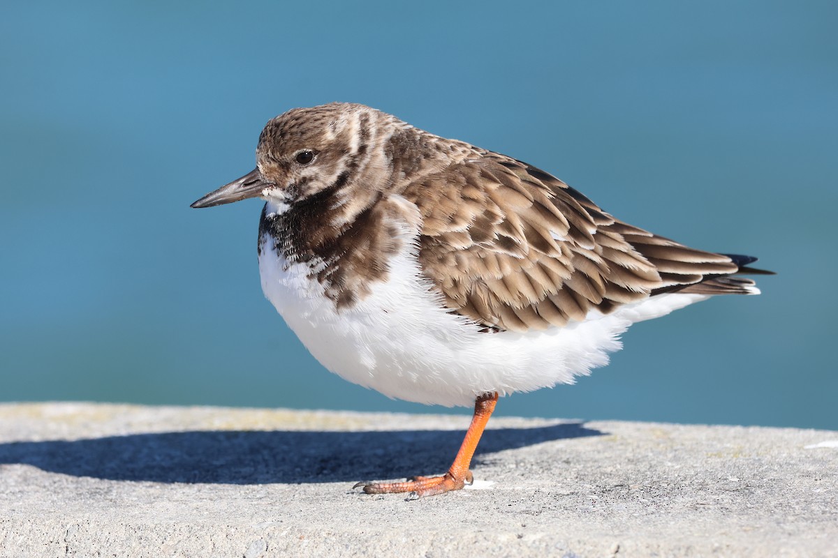 Ruddy Turnstone - ML647528809