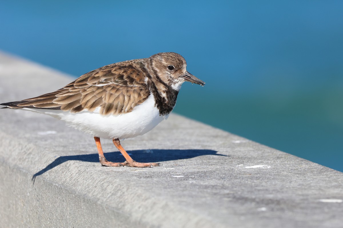 Ruddy Turnstone - ML647528810