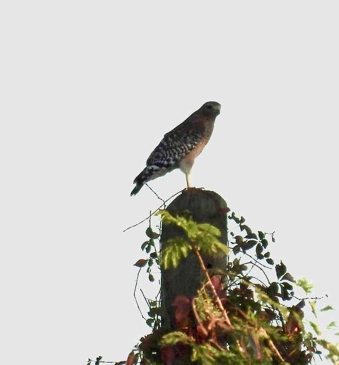 Red-shouldered Hawk - ML647528811