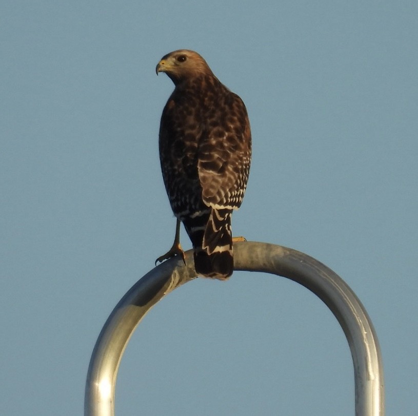 Red-shouldered Hawk - ML647528812