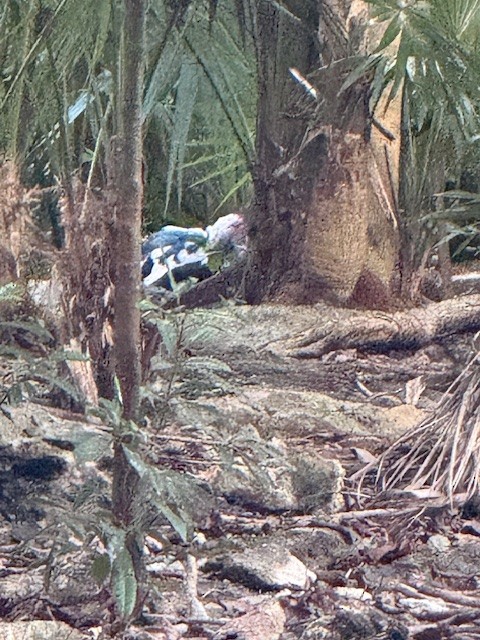 Muscovy Duck (Domestic type) - ML647528813