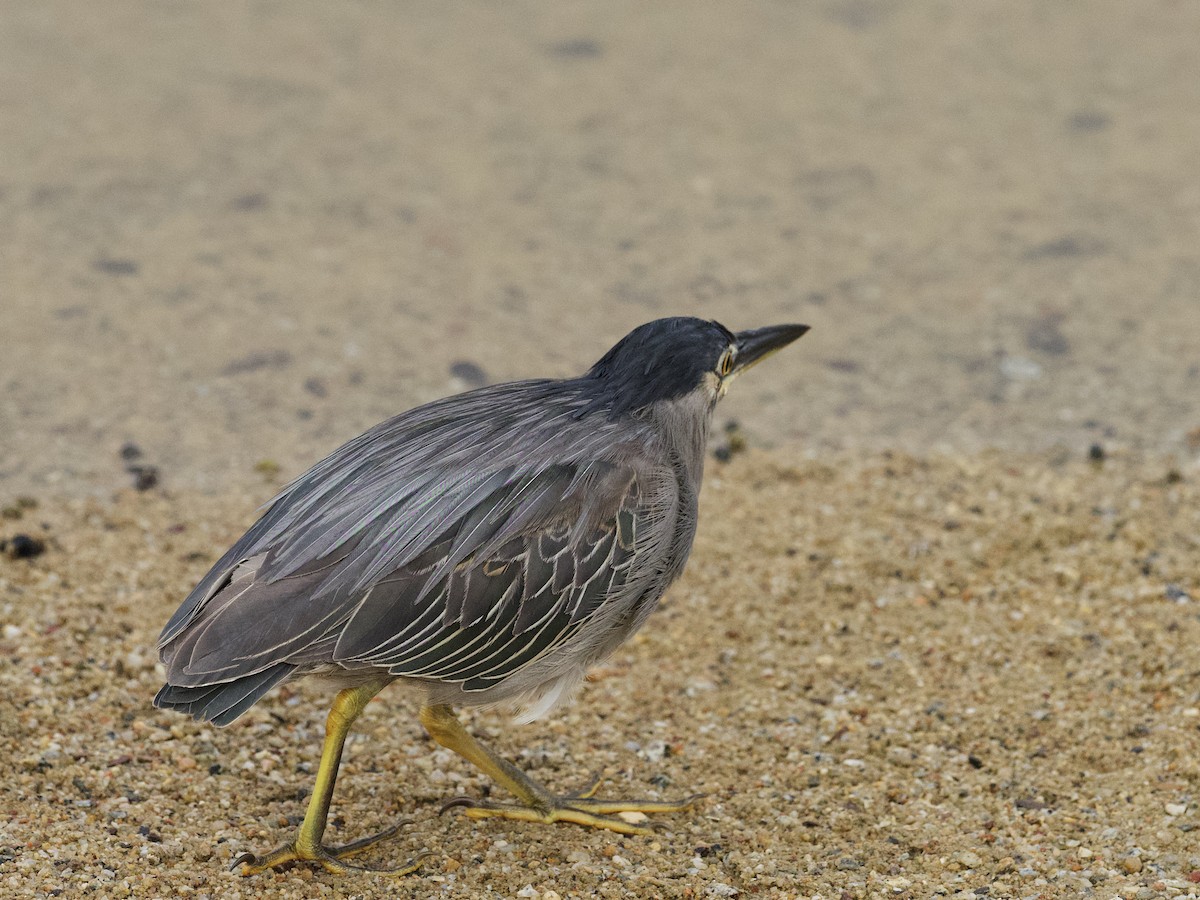 Little Heron - ML647528814