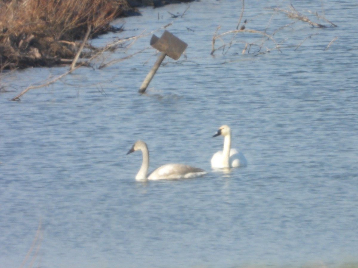 Trumpeter Swan - ML647528827