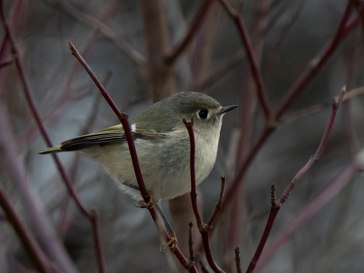 králíček americký - ML647528828