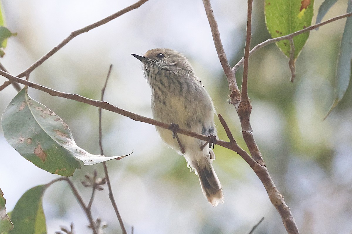 Brown Thornbill - ML647528831