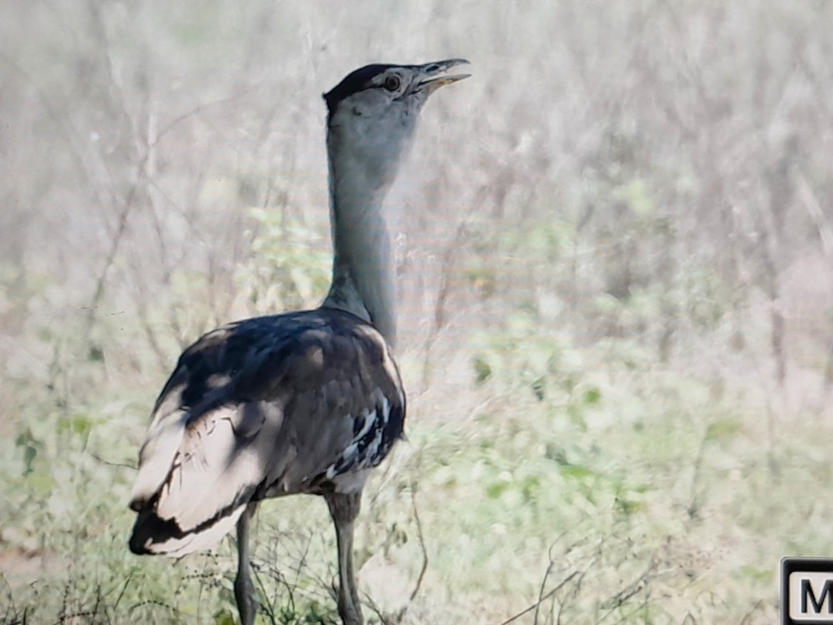 Australian Bustard - ML647528832