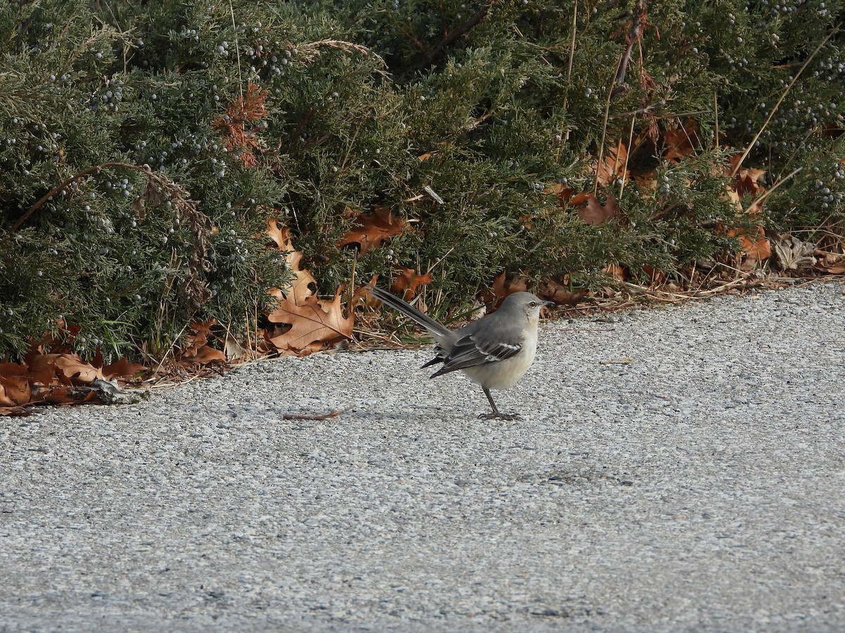 Northern Mockingbird - ML647528833
