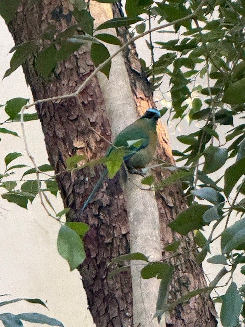 Lesson's Motmot - ML647528834