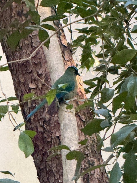 Lesson's Motmot - ML647528835