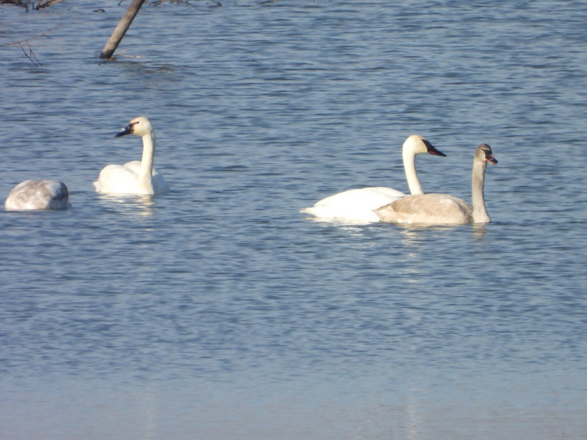 Trumpeter Swan - ML647528836