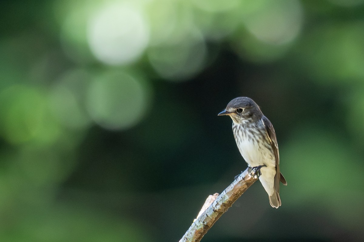 Gray-streaked Flycatcher - ML647528869