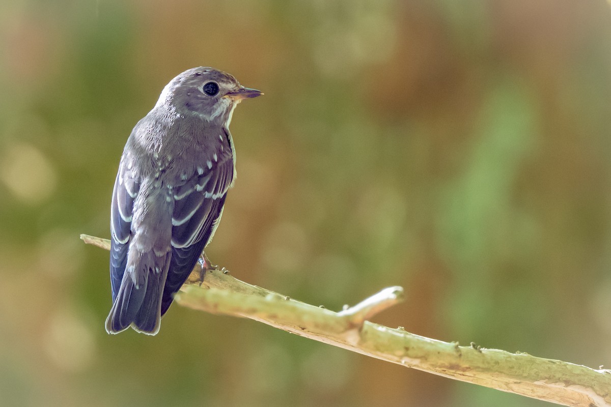 Gray-streaked Flycatcher - ML647528870