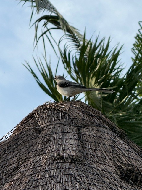 Tropikal Taklitçi - ML647528872