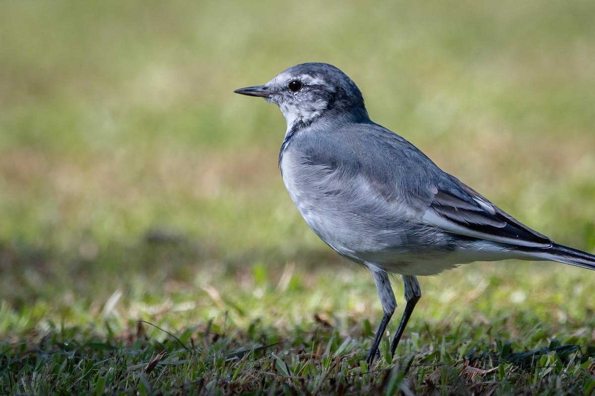 White Wagtail - ML647528880