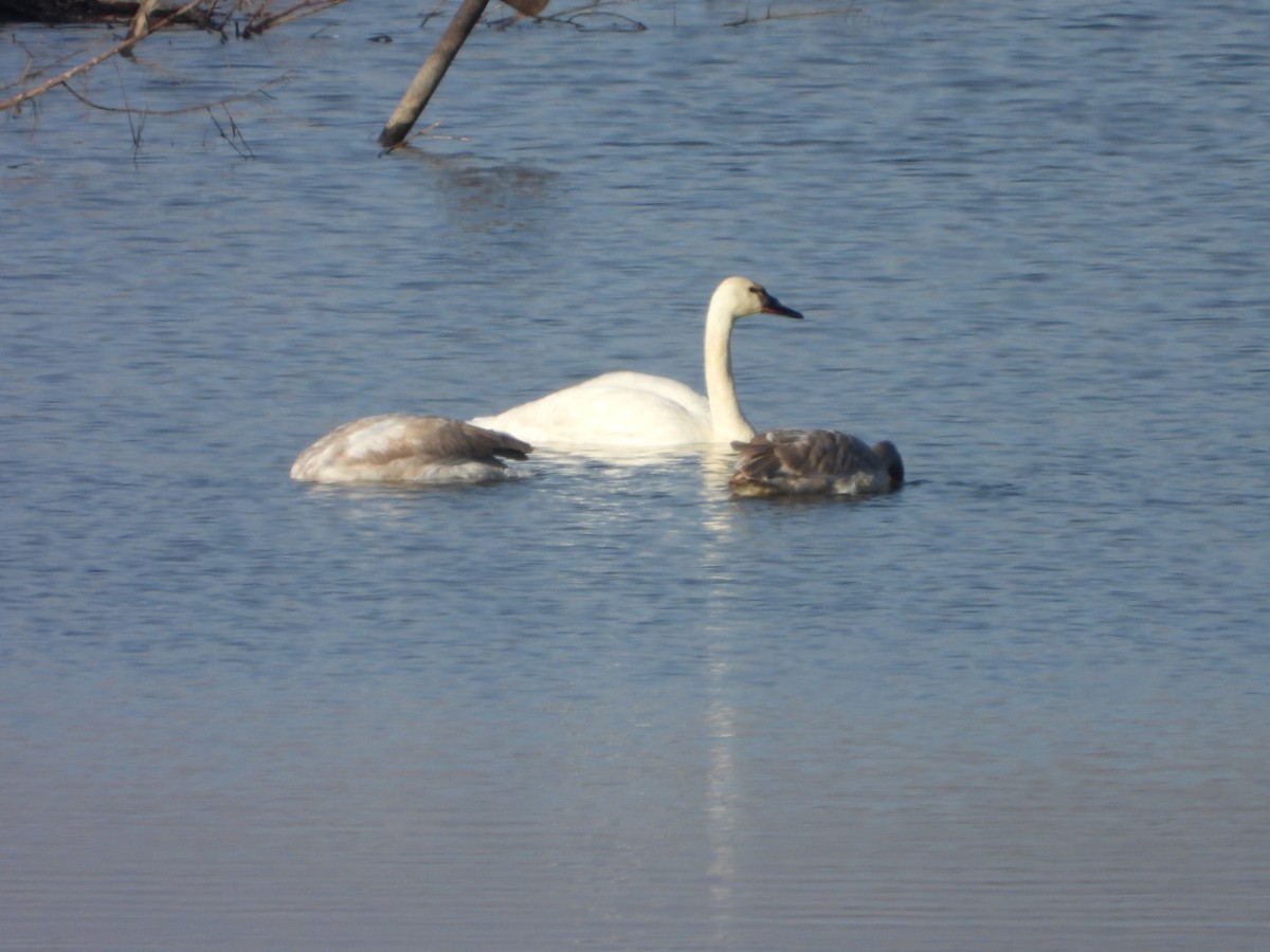 小天鵝 - ML647528915