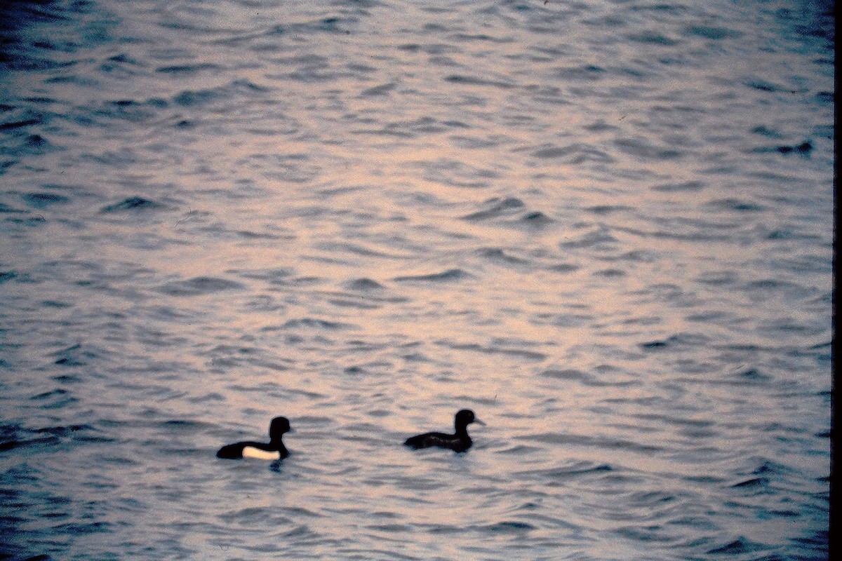 Fuligule morillon - ML647528926