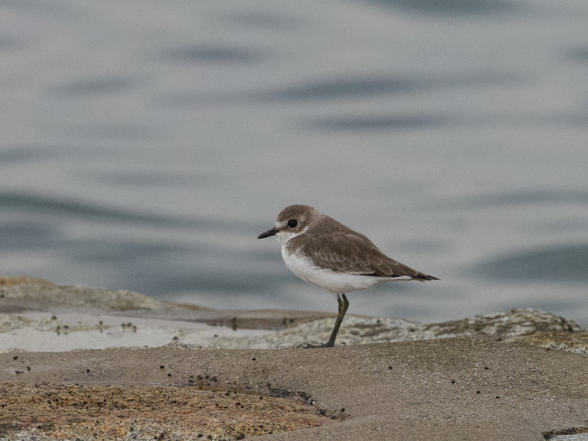 Tibetan Sand-Plover - ML647528927