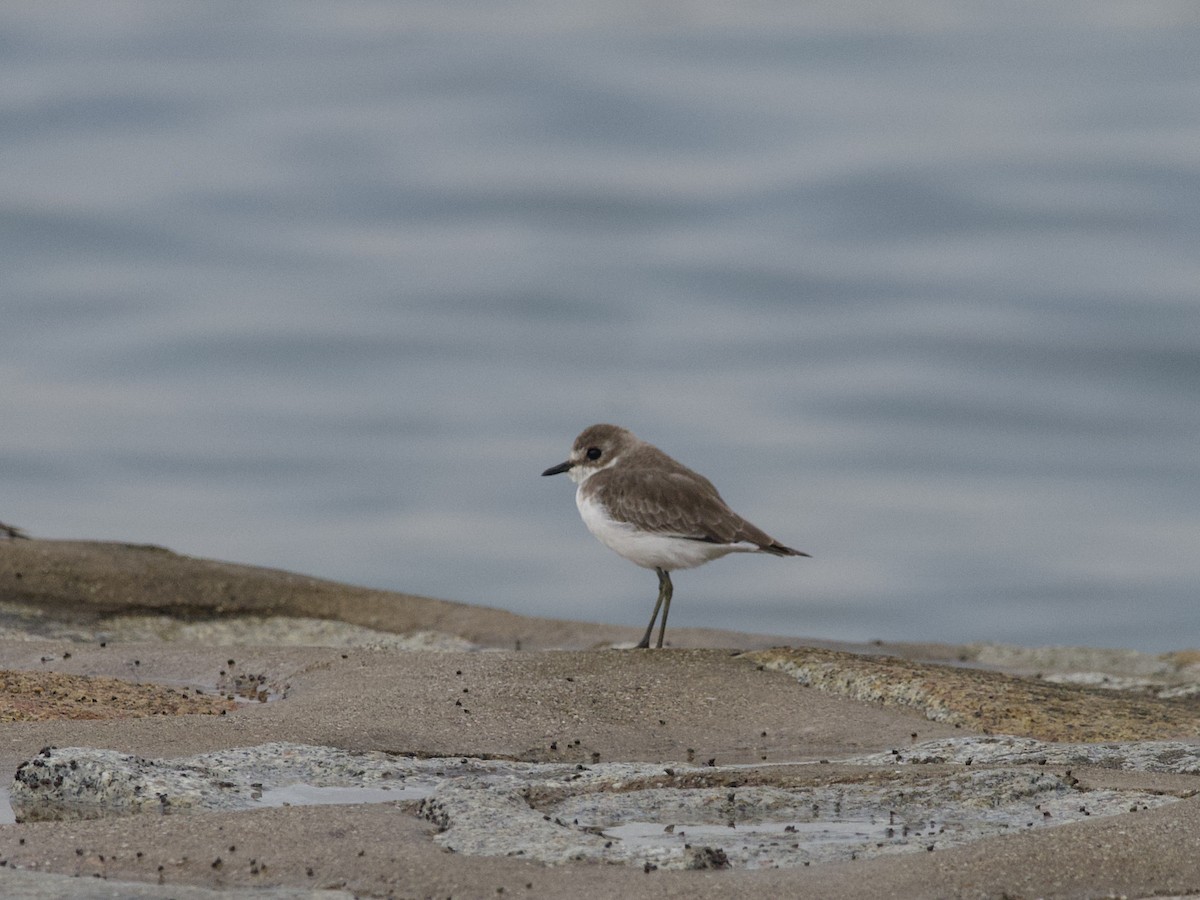 Tibetan Sand-Plover - ML647528928