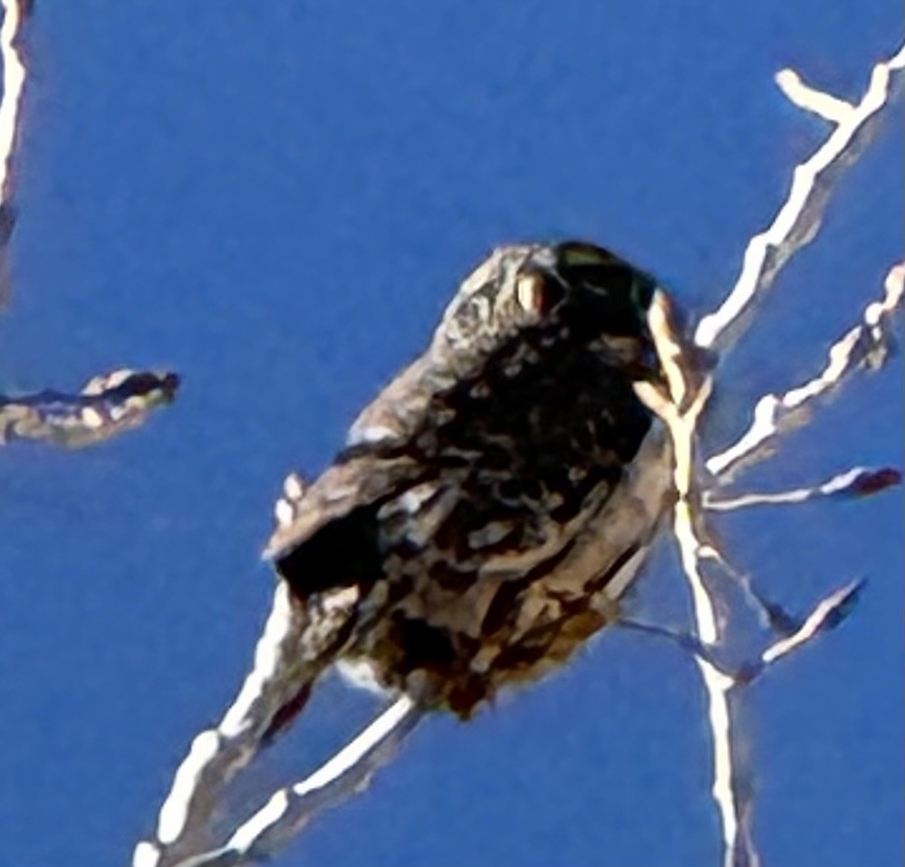 Chevêchette naine - ML647528929