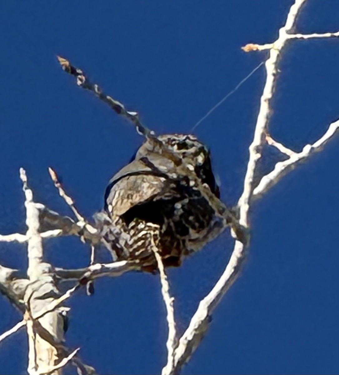 Chevêchette naine - ML647528930