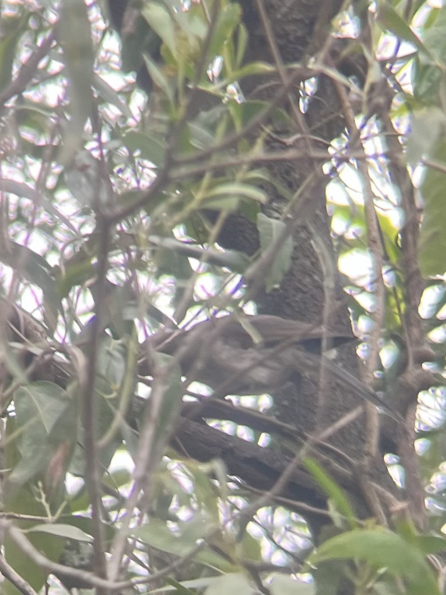 Little Shrikethrush (Rufous) - ML647528941