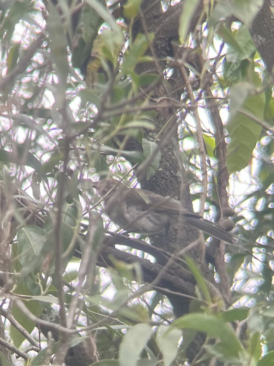 Little Shrikethrush (Rufous) - ML647528942