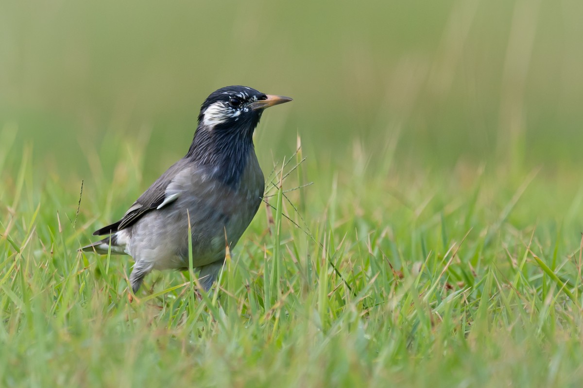 White-cheeked Starling - ML647528949