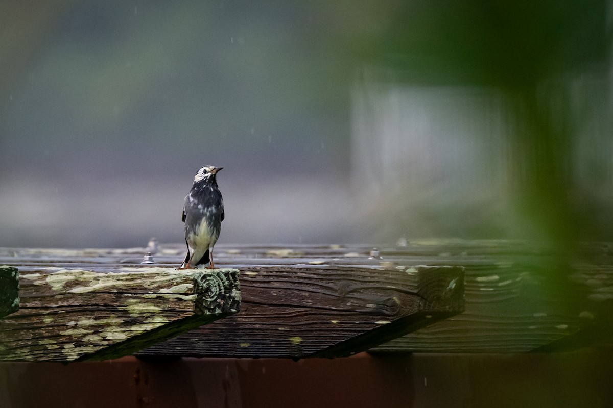 White-cheeked Starling - ML647528950