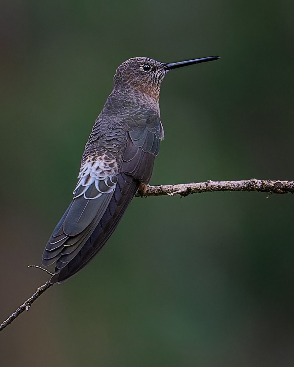 kolibřík velký - ML647528951