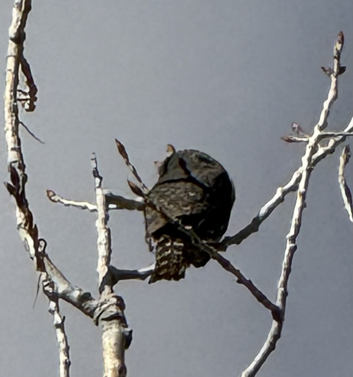 Chevêchette naine - ML647528952