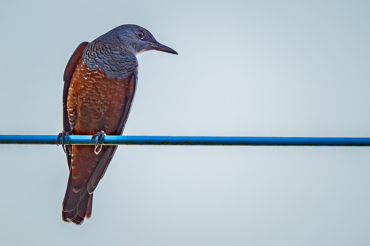 Blue Rock-Thrush - ML647528953