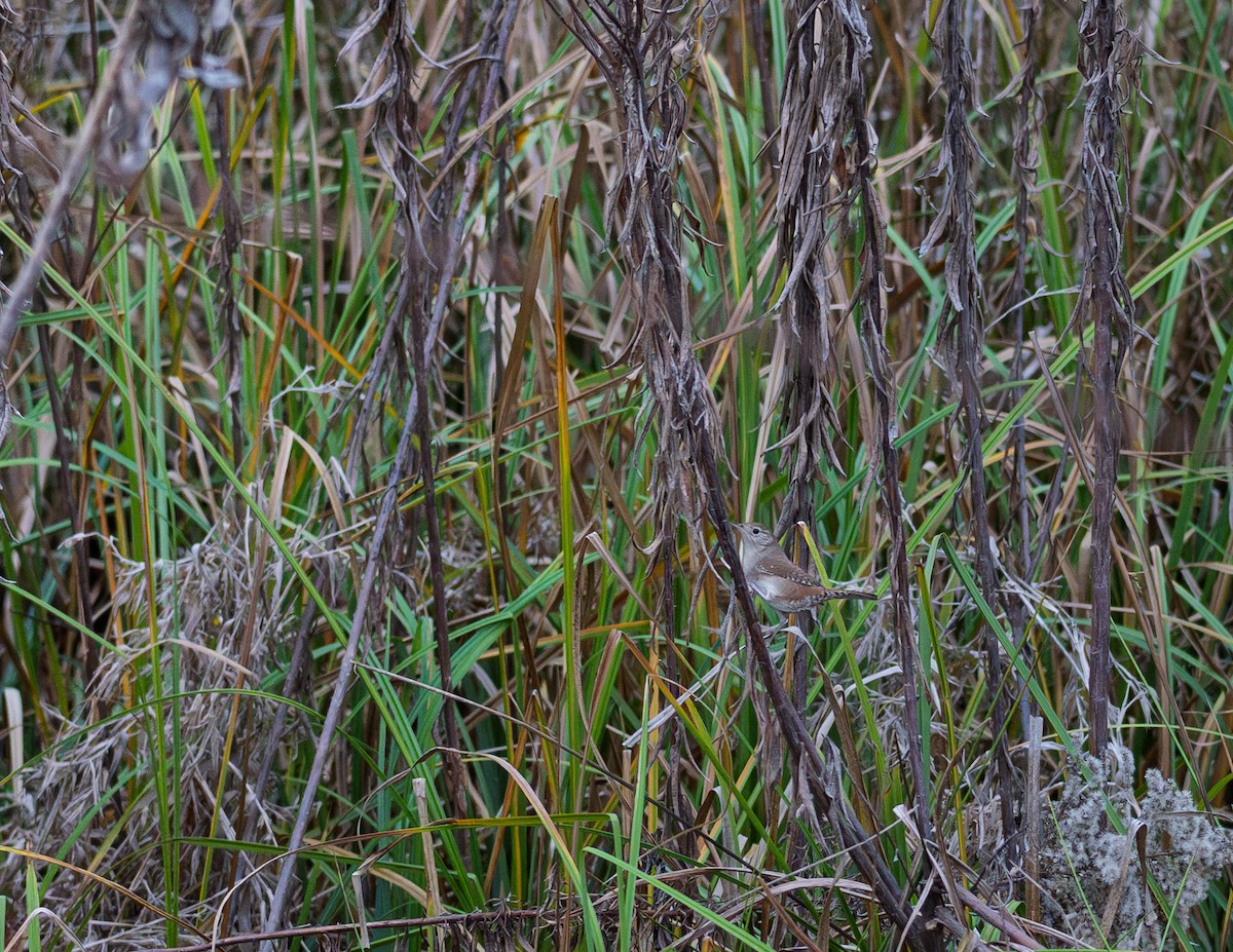 Northern House Wren - ML647528955