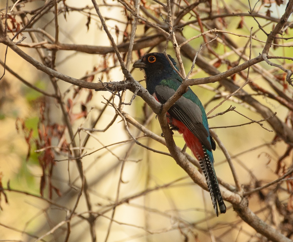 Blue-crowned Trogon - ML647528969