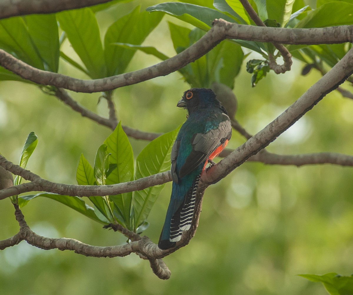 Blue-crowned Trogon - ML647528974