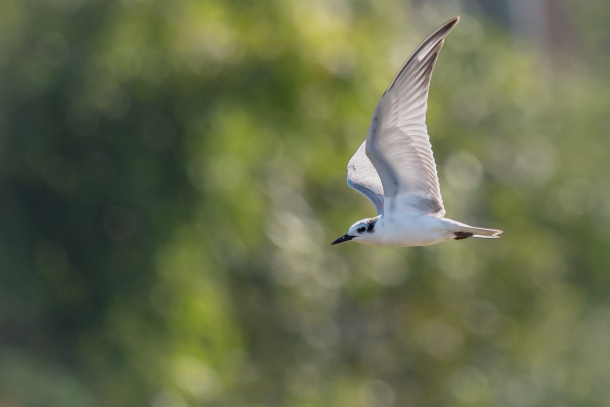 Whiskered Tern - ML647528983