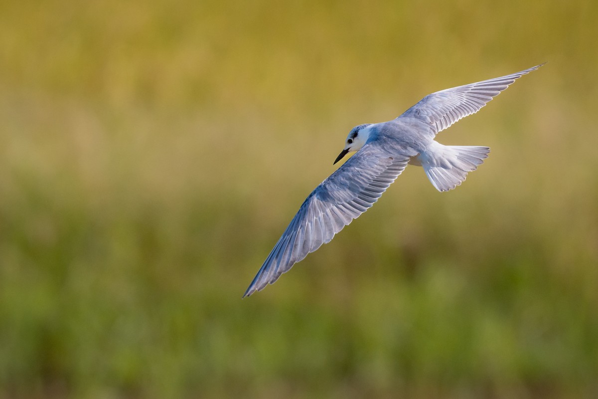 Whiskered Tern - ML647528984