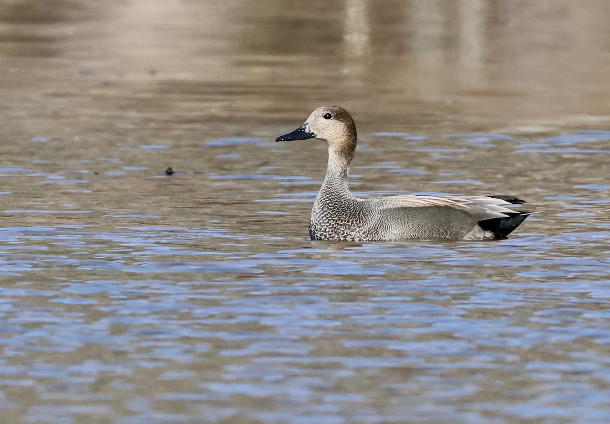 Ánade Friso - ML647528997