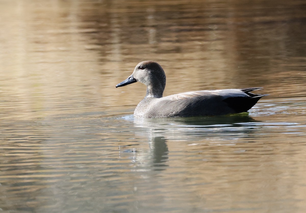 Ánade Friso - ML647528998