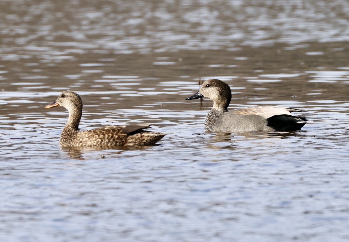 Ánade Friso - ML647528999