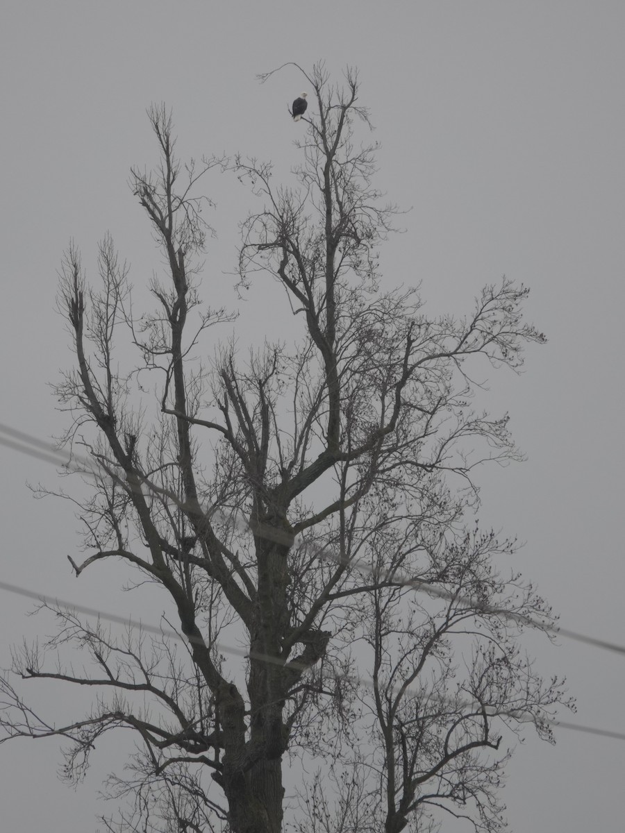 Pigargo Americano - ML647529002