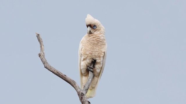 Western Corella - ML647529003
