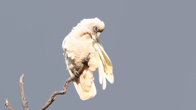 Western Corella - ML647529004