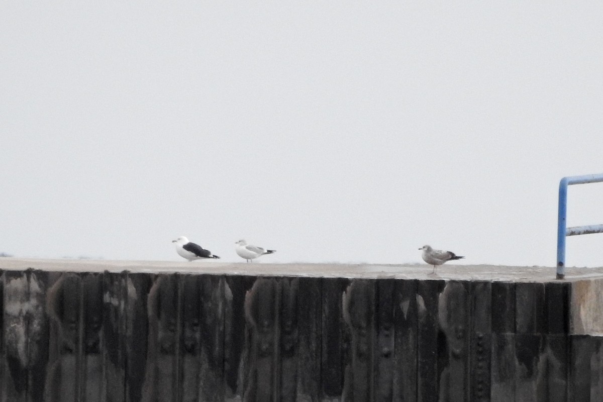 Gavión Atlántico - ML647529005