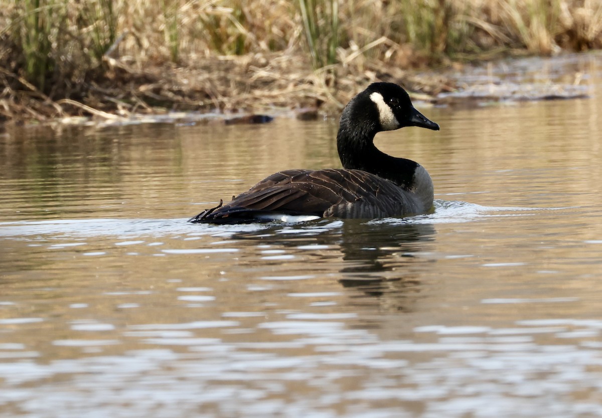 Barnacla Canadiense Grande - ML647529006
