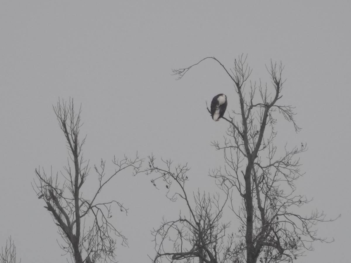 Pigargo Americano - ML647529007