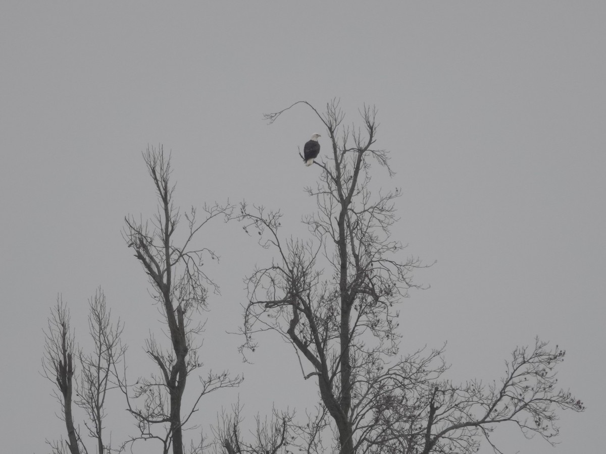 Pigargo Americano - ML647529008