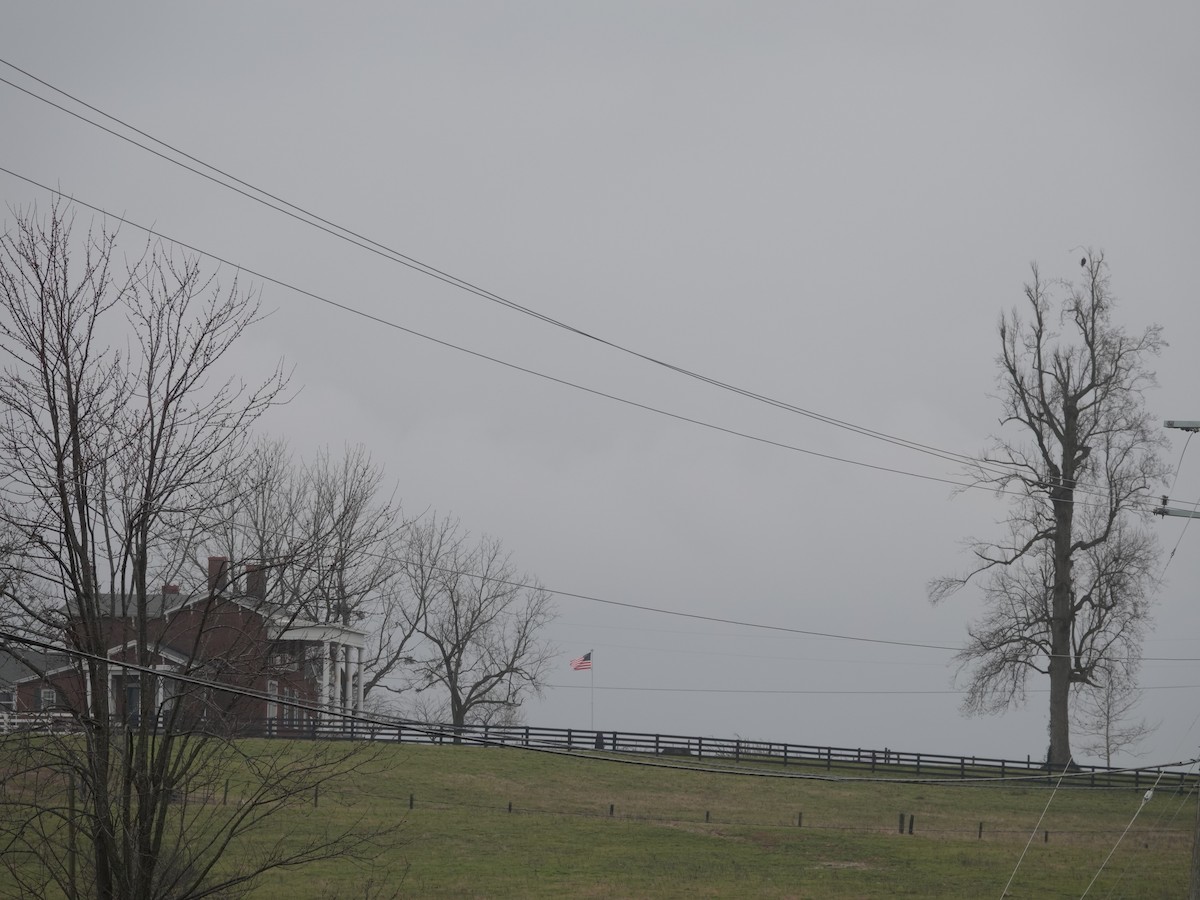 Pigargo Americano - ML647529009