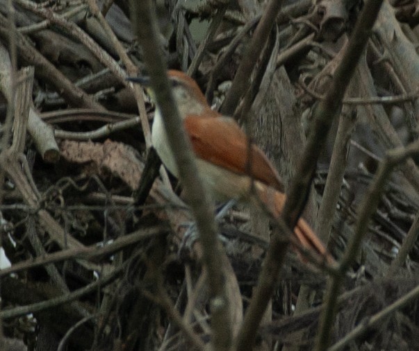 Curutié Colorado - ML647529010