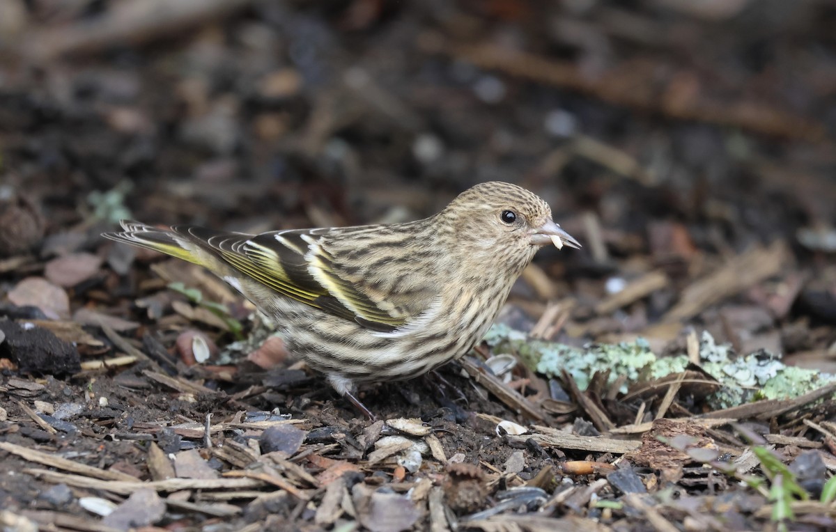 Jilguero de Los Pinos - ML647529011